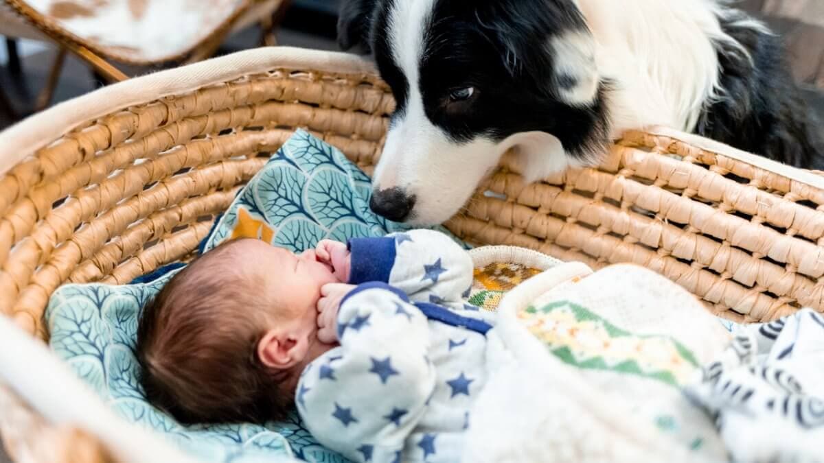 Curious dog sniffing a newborn baby at home