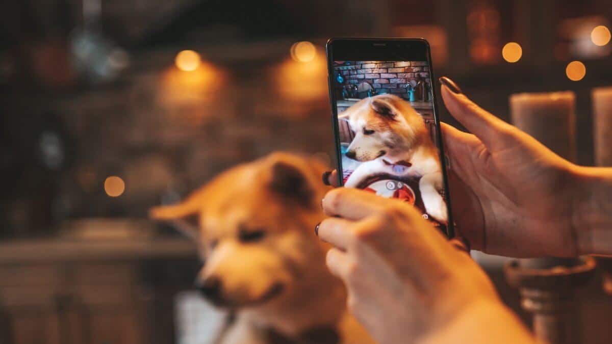 Dog owner taking a photo on a phone of happy Akita Inu