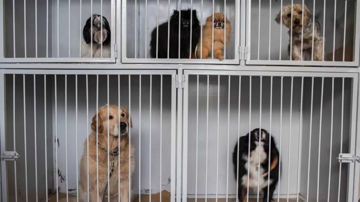 Dogs in cages next to each other