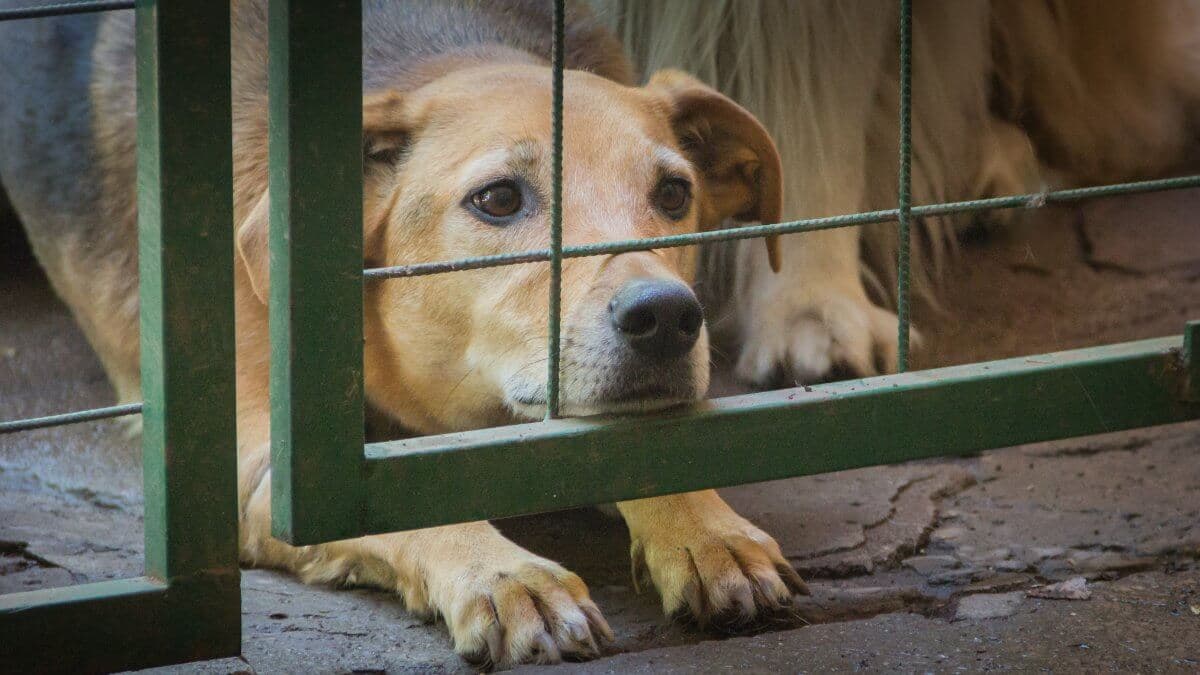 Dogs locked up, victims of animal abuse and abuse