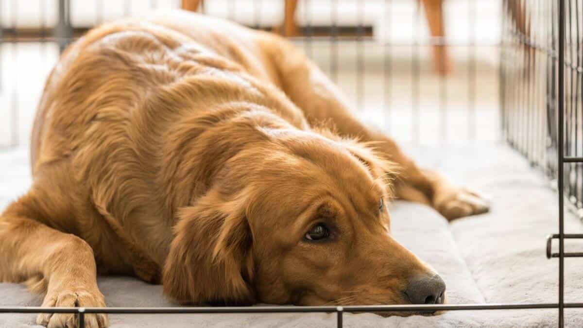 Golden Retriever lying down in a cage