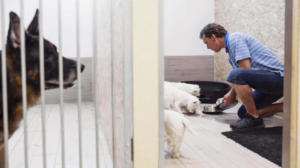 Man feeding dogs in day care center