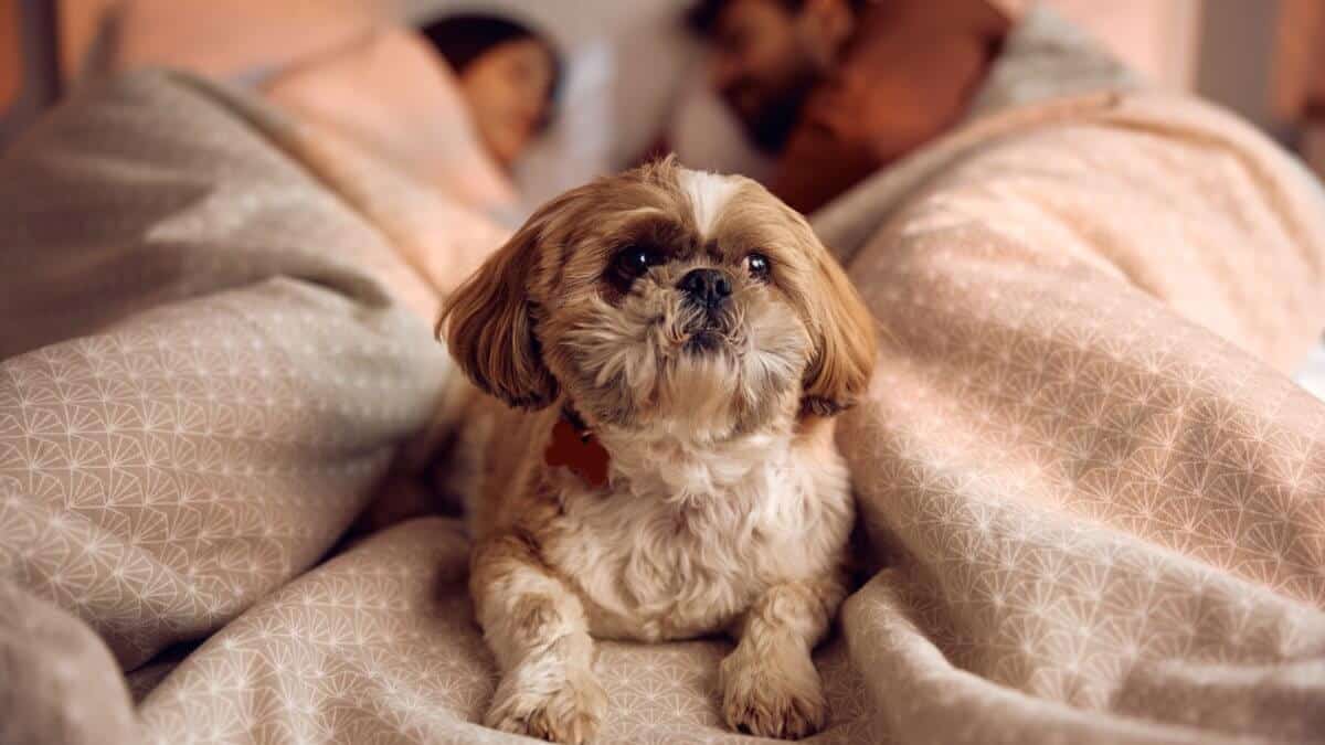 Cute dog relaxing on a bed. His owners are sleeping in the background.