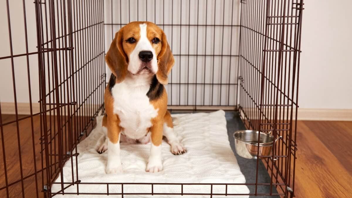 The dog is sitting in a cage. Wire box for keeping pets