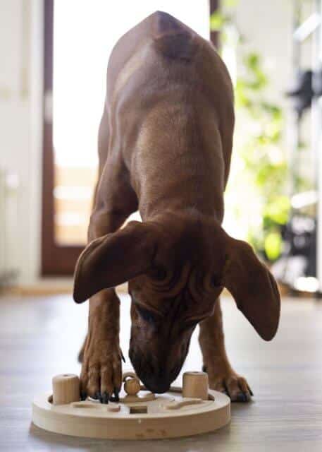 A vertical shot of a dog with a wooden toy