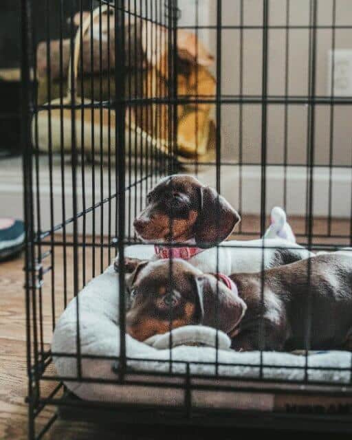 Vertical shot of two cute puppies locked in a cage