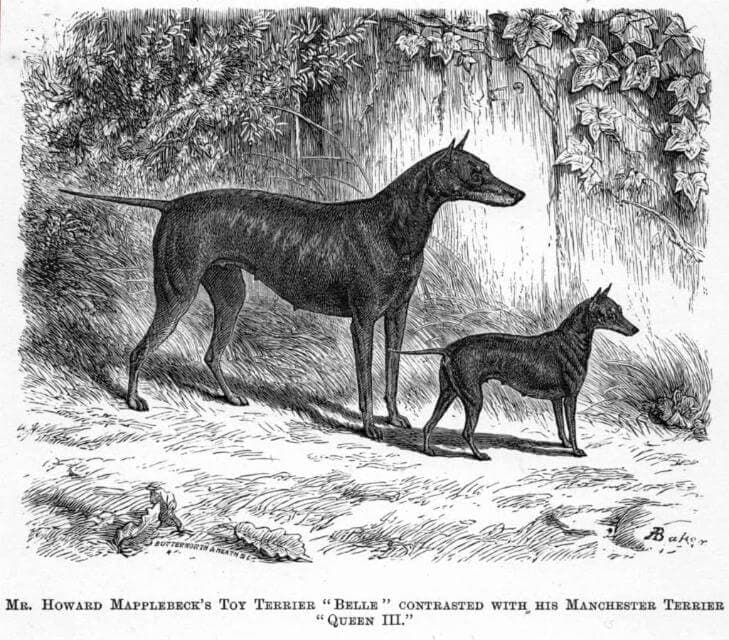 As shown in this 1875 artwork by A. Baker, the breed’s appearance alongside its development as a working terrier, regardless of size, reflected continuity 150 years ago. Engraving by Butterworth and Heath for John Walsh’s The Dogs of the British Isles 1882 edition.