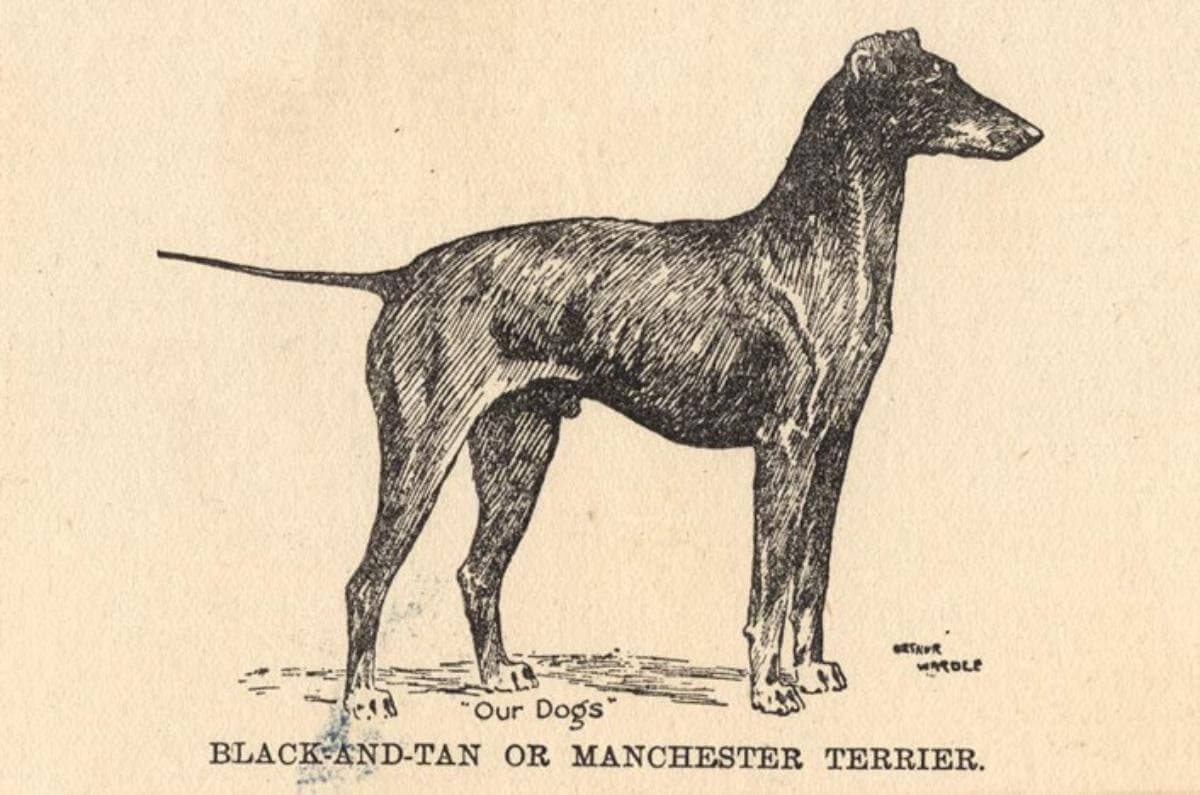 Illustration by Arthur Wardle, 1912, “Our Dogs” collection