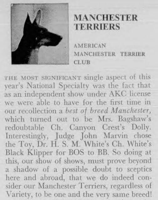 Manchester Terrier