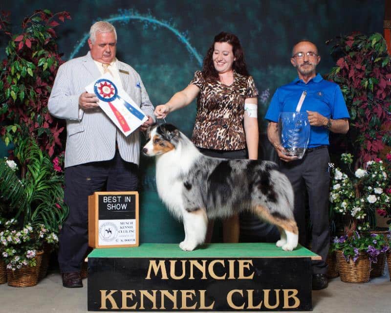 BIS BISS Ch. Bayshore Stonehaven Goldmine, “Nugget.” Owned byAngie Buchanon and Mark Perry