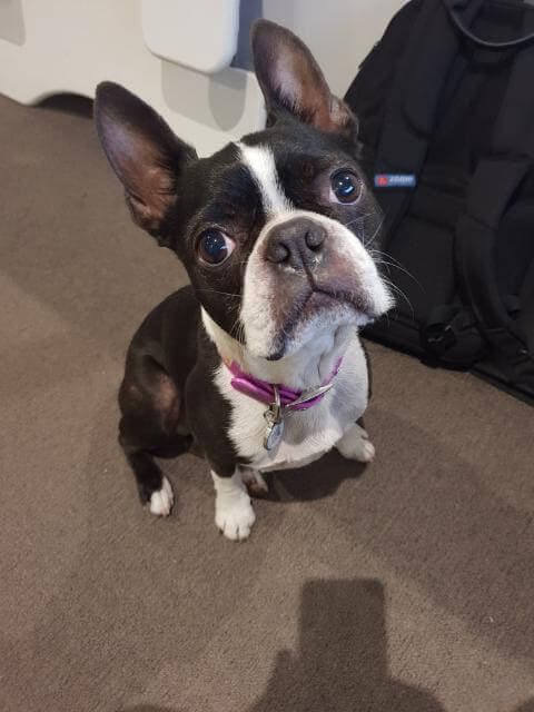 Boston Terrier