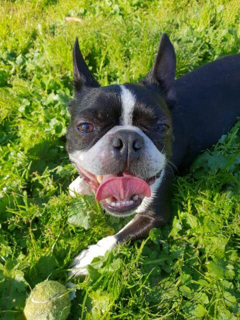 Boston Terrier