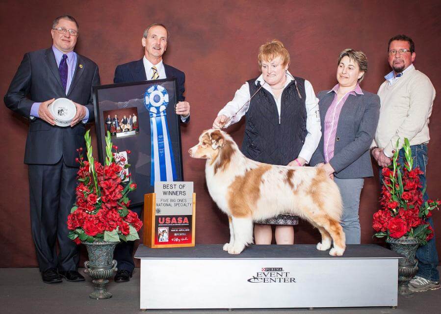 Ch Bayshore’s Best Kept Secret at Stonehaven, “Bri.” Winners Bitch & Best ofWinners 2014 USASA National Specialty.