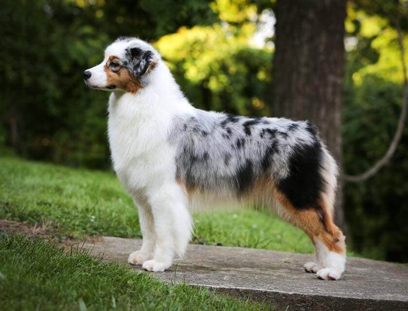 Australian Shepherd
