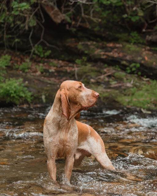 Recently attained Full Recognition - Bracco Italiano.photos by owner Kailee Joyner