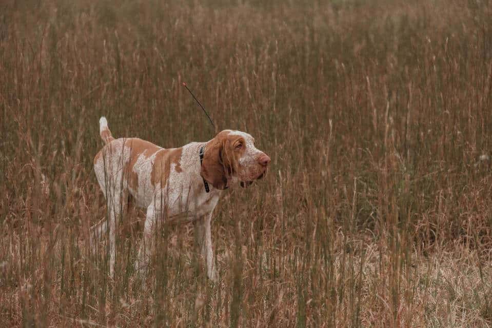 Recently attained Full Recognition - Bracco Italiano.photos by owner Kailee Joyner