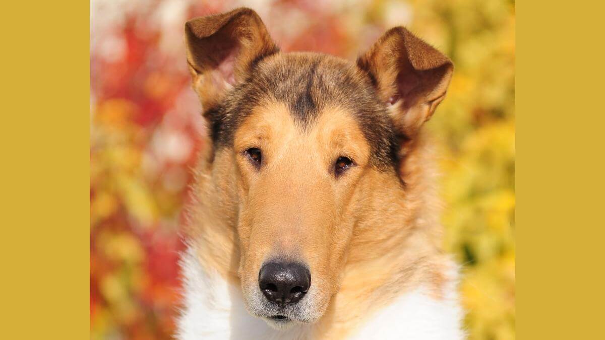 Collies The Loss of Expression