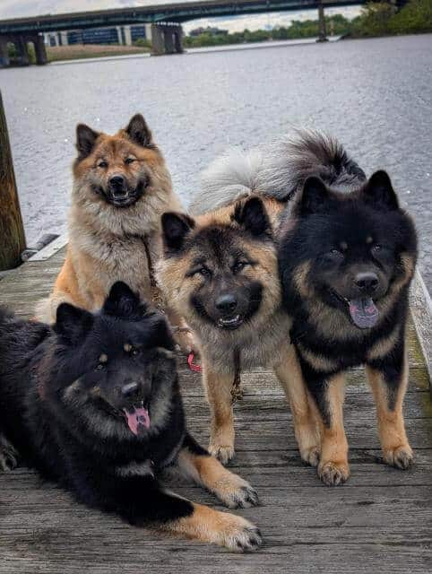 Eurasier-1-OP-Kelsey-Keefe