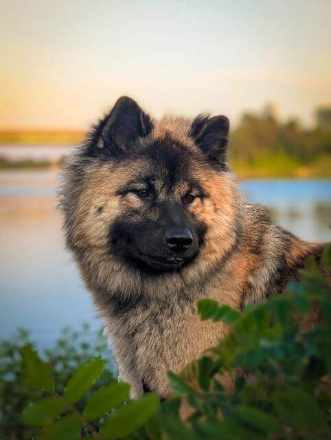 Eurasier-4-OP-Kelsey-Keefe