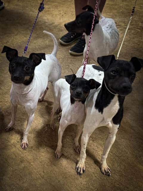 Japanese Terrier. photos by owner Tarin Strosser