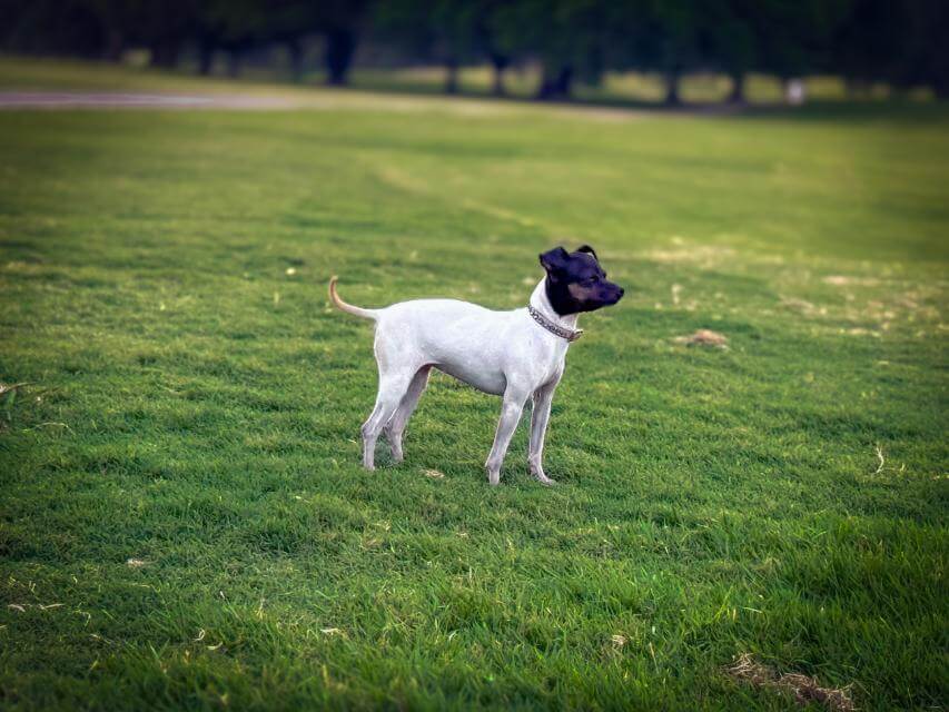 Japanese Terrier. photos by owner Tarin Strosser