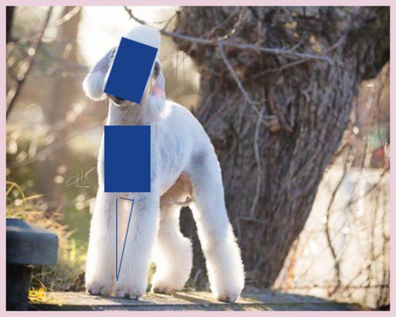 Images from widest to narrowest(l. to r.): barrel, well-sprung heart, moderately sprung heart, oval. Credits: Stafforshire Bull Terrier, Crashkon Mel Bee; Cairn Terrier, Shutterstock image, photographer Nicole; Smooth Fox Terrier, Sweetmont Painted Pony; Bedlington Terrier, Plumerias Ocean Mist