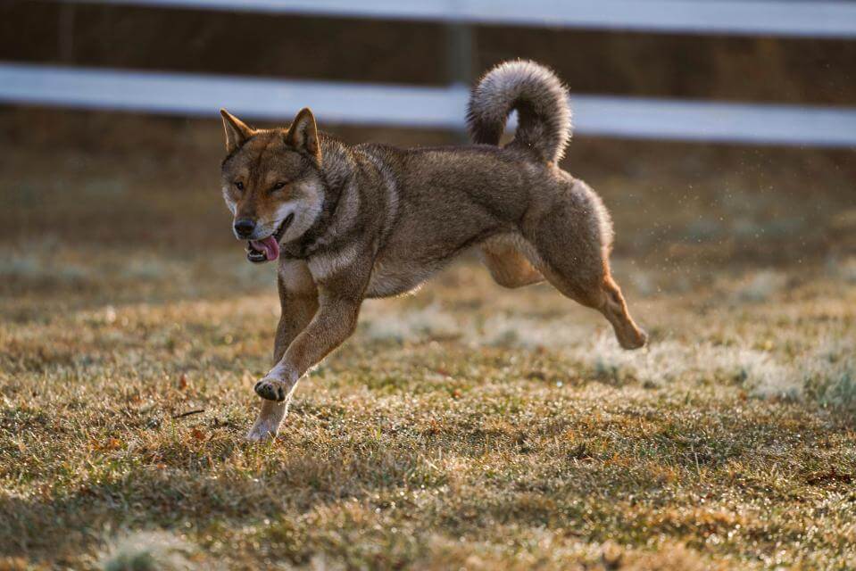 Shikoku Ken. photos by owner Sarah Sears