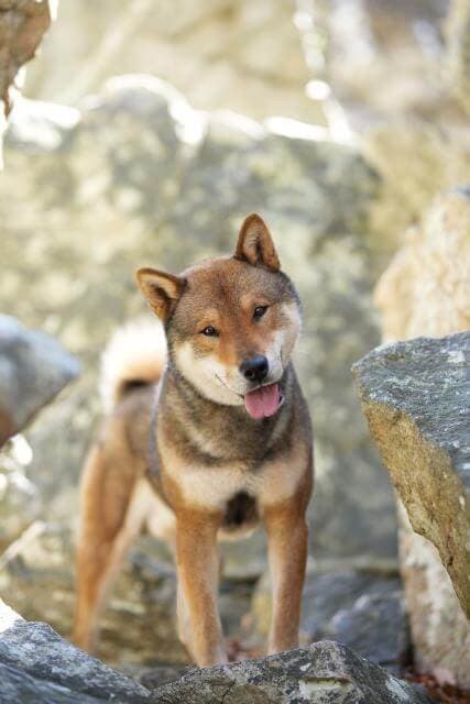 Shikoku Ken. photos by owner Sarah Sears