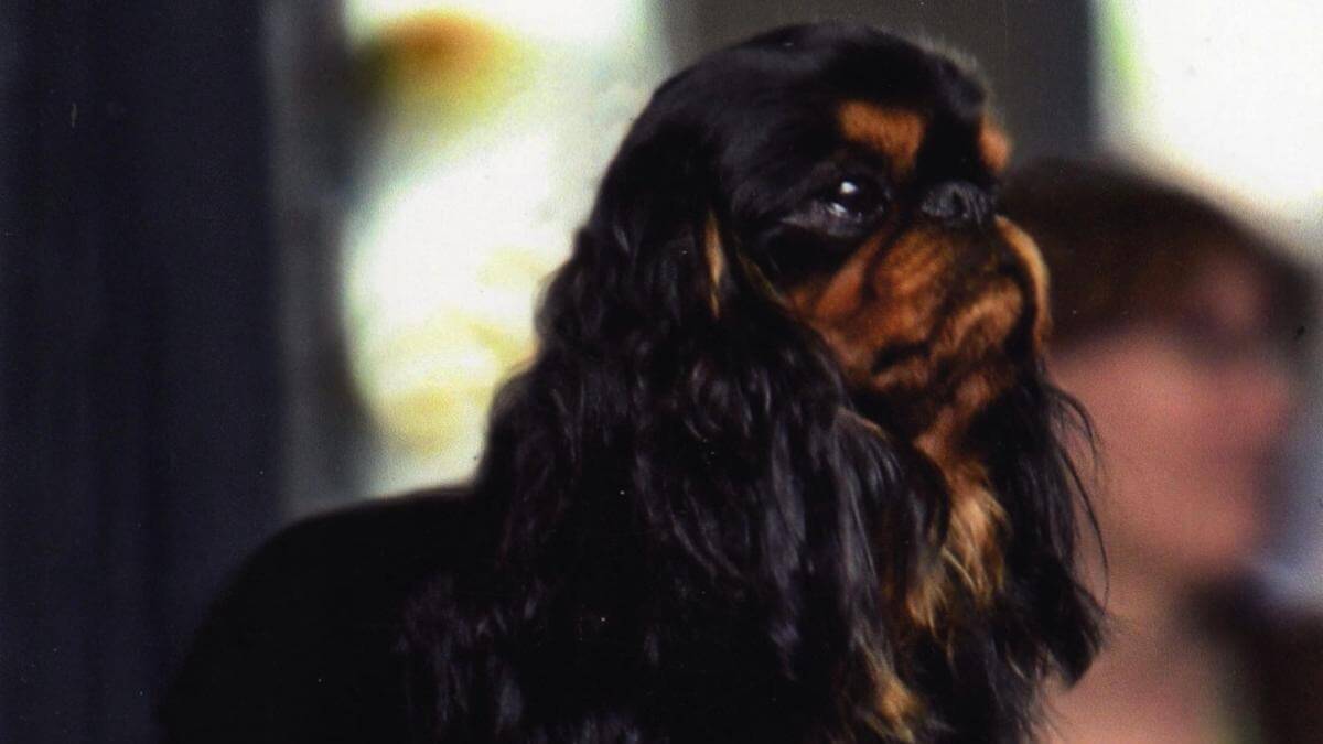 English Toy Spaniel