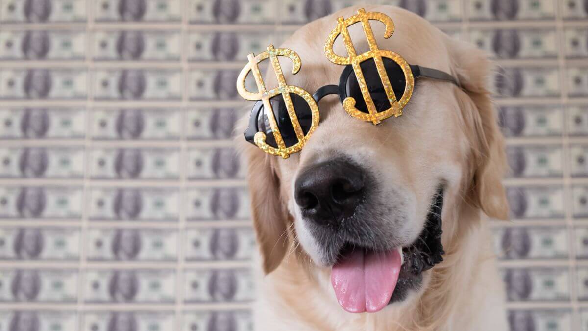 Portrait of a dog in dollar sunglasses on a background of money. A Golden Retriever sits in front of a hundred dollar bill.