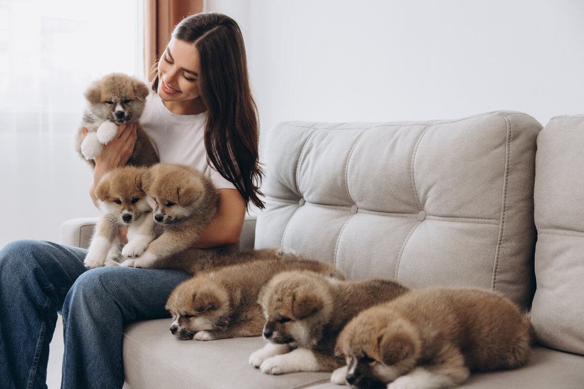 Portrait of happy smiling millennial woman hugging and playing group Akita Inu puppies on sofa at home.