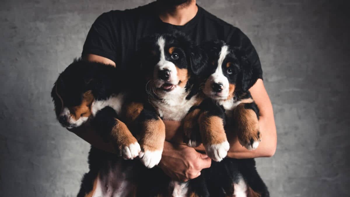 Young, Bernese Mountain Dog in the hands.