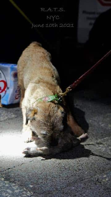 This spotlight is merely a flashlight in a dark alley, but it highlights theworking skill of a little brown dog that’s useful in her work and wins National
Specialty Conformation shows as a side gig. (Bill Reyna photo)