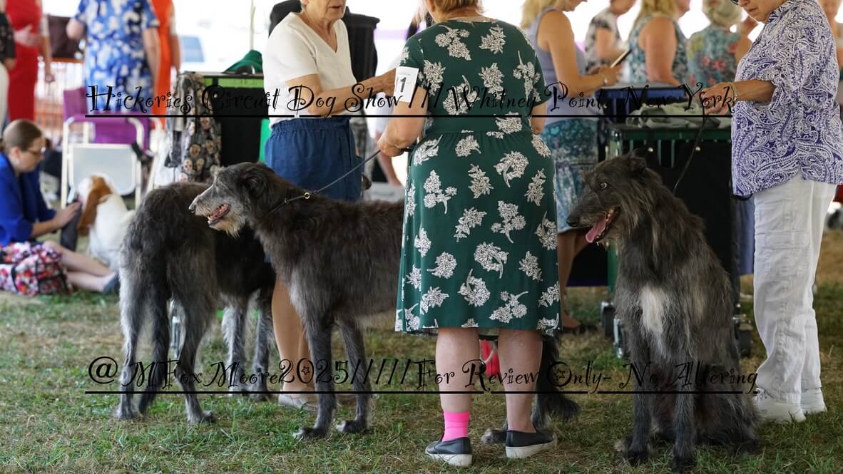 2025 Hickories Circuit Dog Show | Whitney Point, NY