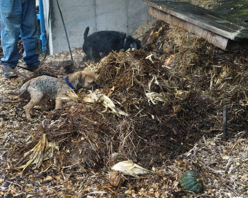 The skills and abilities required for actual hunting of vermin in a barn are very much at odds with those required for the dog sport of a similar name.photo by Margaret Foxmoore