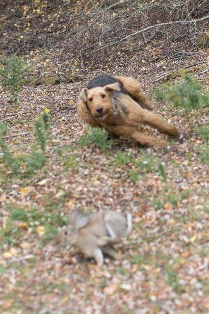 Have a recipe for rabbit stew but lack a coursing dog? Just locate yourlocal Airedale. The Airedale Club of America recognizes 18 separate
dog sports in its versatility award program. It has also been a leader in
sponsoring breed-specific hunt, retrieving, and other working trials that
can only support and solidify breed type. (photo credit unknown)