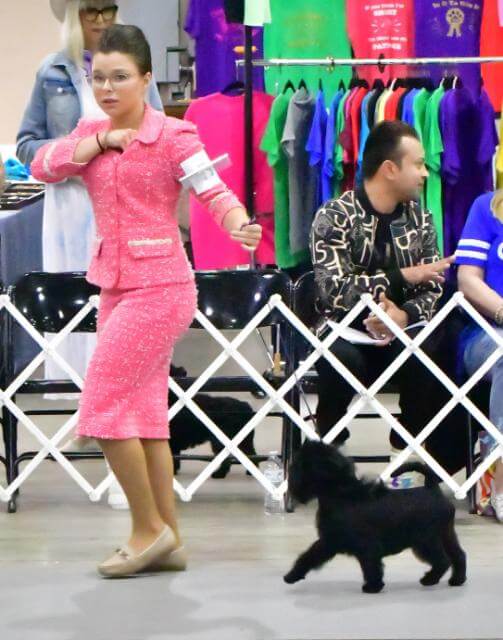 AOM GCHB Kellys Steels The X Factor @ BCF,bred by Geraldine Kelly and Suzanne Steele, owned by T. McCarthy, S. Steel, R. Hitesman, and Addison Lancaster. Handled by Best Jr. Handler Addison Lancaster.