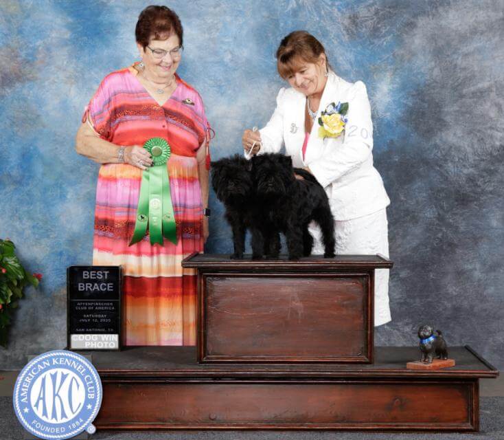GCH Gizmo Ferlin’s Play the Game, bred by KathieTimko, Linda Ferris, and Kayta Timko, owned by Kathie Timko and Kayta Timko; and Gizmo Ferlin’s Player’s Gonna Play, bred by Kathie Timko, Linda Ferris, and Kayta Timko, owned by Jem Corcoran, Jay Farrell, and Kathie Timko.