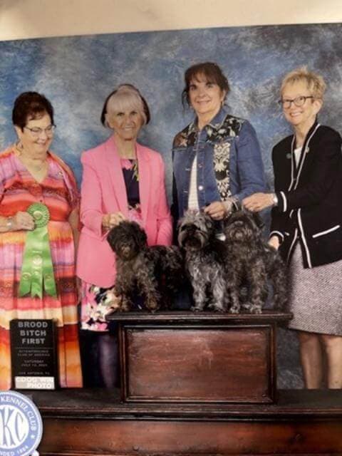 GCH Tamarin Tansy, bred by Tamarin Kennels,owned by Barbara Barth.