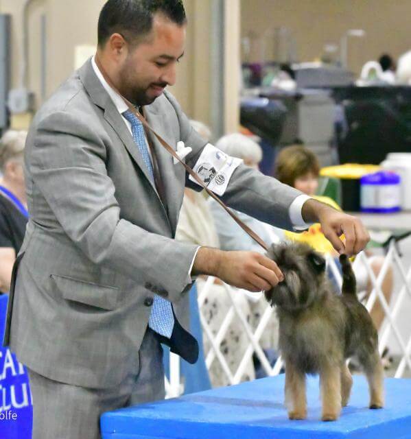 CH Tamarin Tax Time, bred by Sandra Danoff and TamarinKennels, owned by Sandra Danof