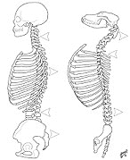Notice that the lumbar region of the canine spine is kyphotic (convex) while the human spine is lordotic (concave). This difference is noted in many Standards. It is a physiological characteristic that is not noticeable in profile. The Wire Fox Terrier, for example, has a perfectly horizontal topline yet the curve is mentioned in this Standard as well - Loin: slightly arched. Conversely, we should notice the arch in the profile of the dog if it is emphasized in a Standard such as that of the Bedlington - Loin: Arched loin with curved topline immediately above loins.