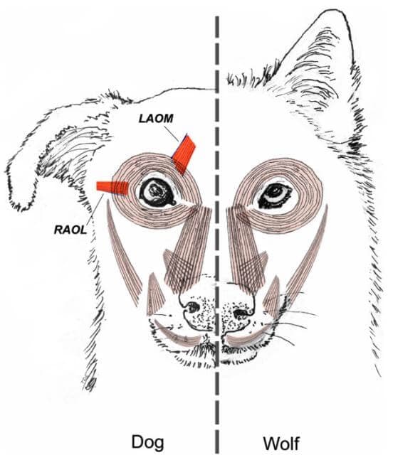 Figure 1. Facial muscles in the dog (left) and wolf (right) illustrating the two additional ocular muscles in the dog. (From Kaminski et al. PNAS 2019.)