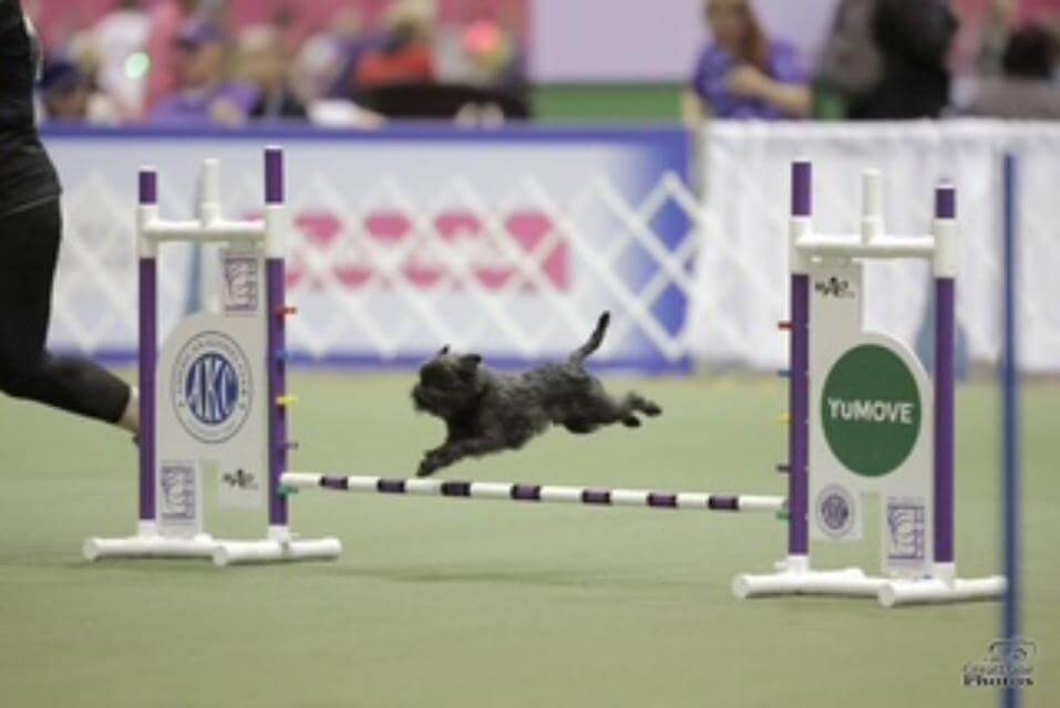 Affenpinscher