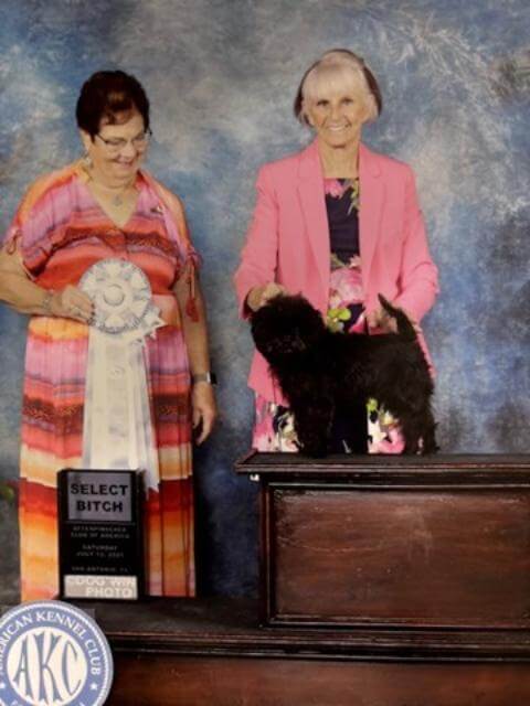 GCH Tamarin Timeless, bred by Barbara Barthand Tamarin Kennels, owned by Barbara Barth.