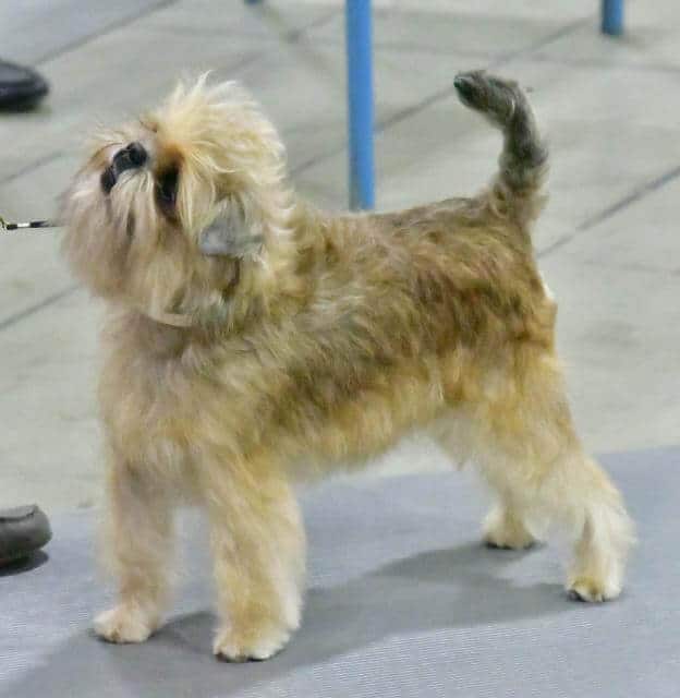 CH Tamarin Terry, bred by Chelsea Conway andTamarin Kennels, owned by Chelsea Conway.
