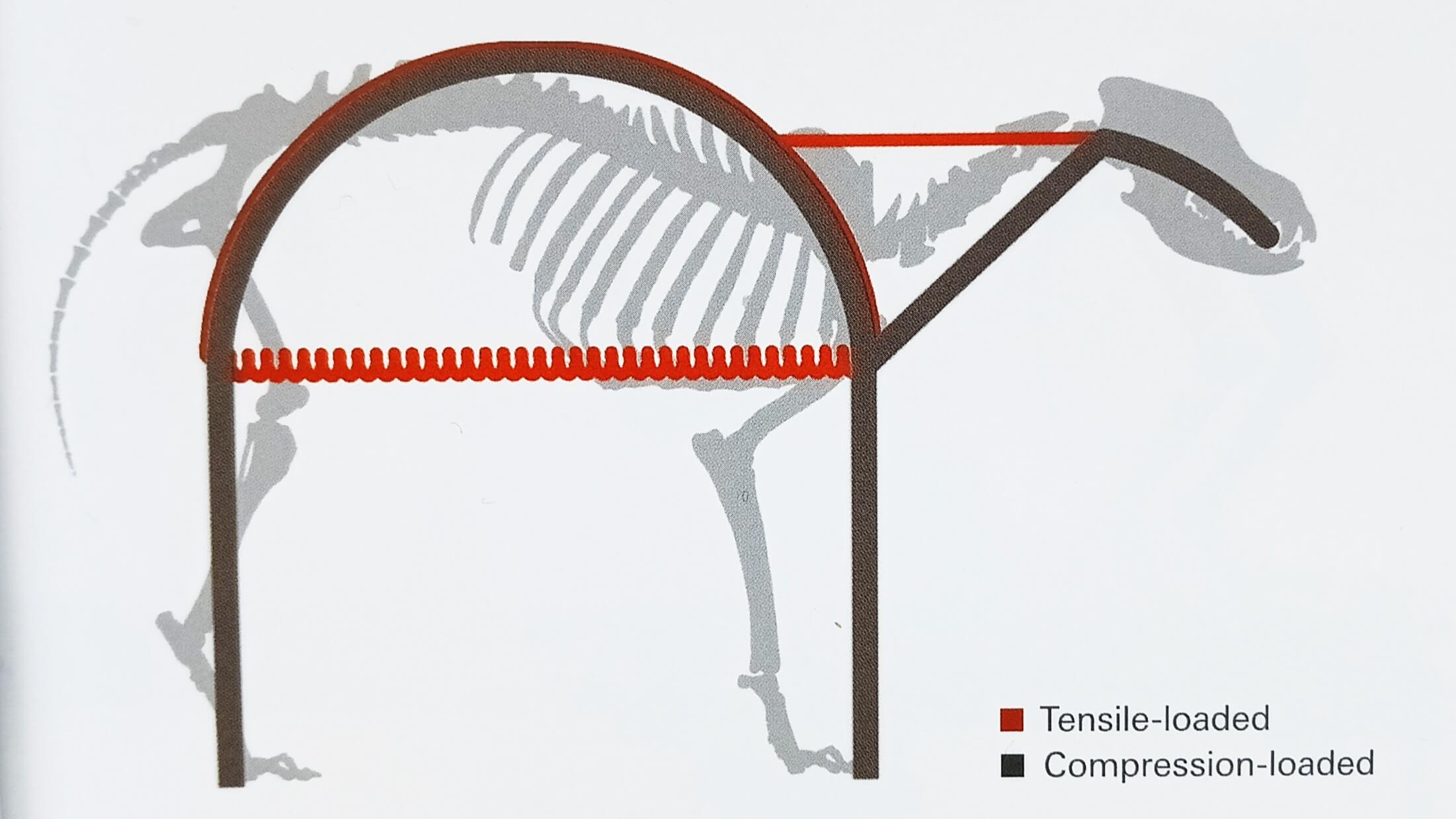 Storage of energy in the spine