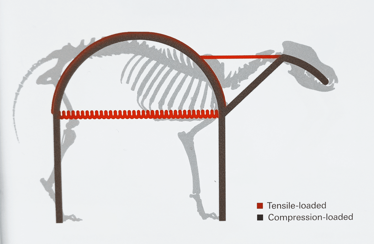 How the spine stores energy in movement.Image from Dogs in Motion by Martin S. Fischer and Karin E. Lijie; p. 65. Artist, Jonas Laustroer, and Amire Andikfar.