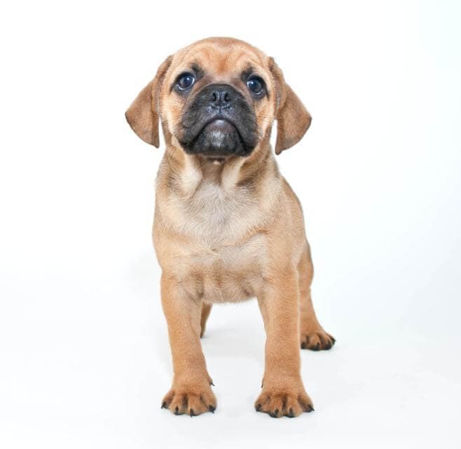Mixed Breed. © Jaime Staley-sickafoose/Dreamstime