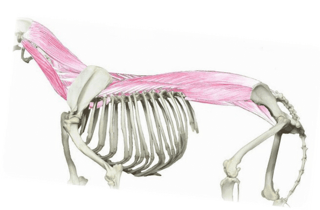 Epaxial muscles envelop the upper part of the spine.Image from Talking About Dogs by Anne M. Tureen; p.123.