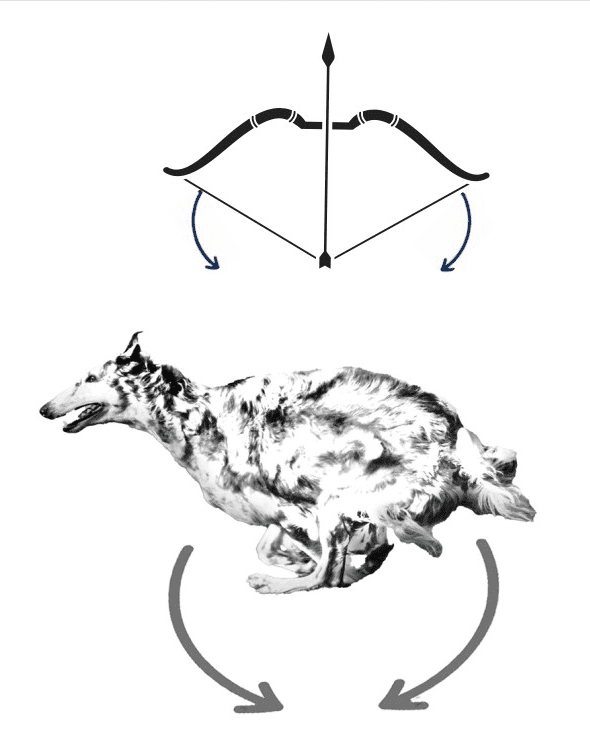 Image from Talking About Dogs by Anne M. Tureen; p. 126.